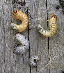 Larves de hanneton (haut) et de cétoine (bas)