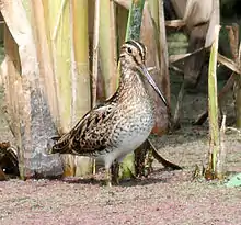 La bécassine du Japon (Latham's Snipe) migre chaque hiver en Australie.