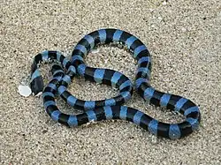 Laticauda laticaudata