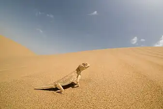 Lézard Bufoniceps laungwalaensis au Rajasthan en septembre 2016.