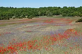 Un sotch planté de céréales (causse du Larzac), Le Caylar, Hérault, France.