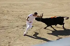 Course camarguaise au Grau-du-Roi dans le Gard.