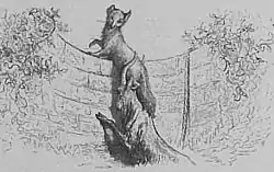 Image illustrative de l’article Le Renard et le Bouc