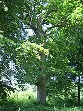 Le Rescapé, arbre remarquable.