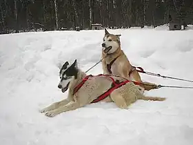 Deux Alaskan huskies attelés en tête de traîneau.