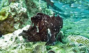 Couleur noire (Malaisie).