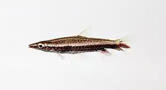 Nannostomus sp.