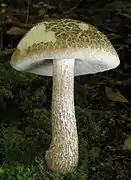 Leccinellum albellum