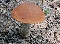 Leccinum piceinum, le Bolet rude des épicéas.