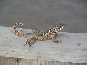 Position caractéristique de la queue redressée.