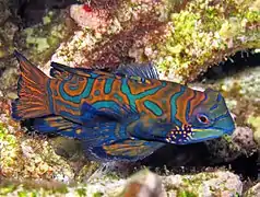 Synchiropus splendidus