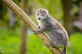 Eulemur coronatus