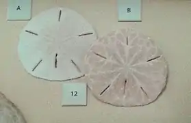 Faces aborale et orale.