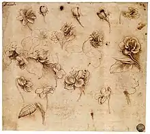 Dessins crayonnés représentant plusieurs petites études de fleurs.