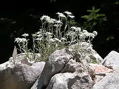 Leontopodium alpinum Cass.