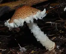 Lepiota magnispora