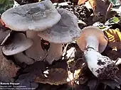 Clitocybe nebularis adulte