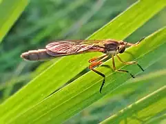 Leptogaster cylindrica.