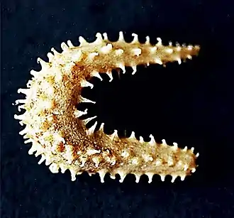 Leptopentacta tergestina