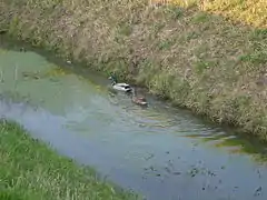 Les rigoles du plateau de Saclay.