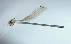 Lestes concinnus