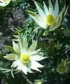 Leucadendron loriense.