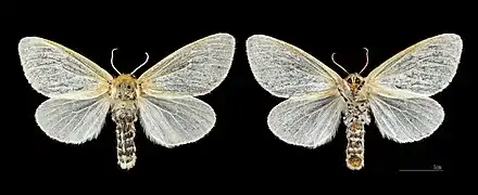 Le Liparis du saule ♀ Les Mathes - MHNT