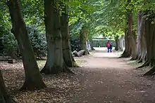 Large allée bordée de vieux arbres