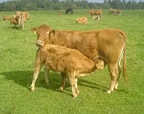 Image illustrative de l’article Veau du Limousin