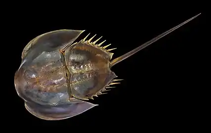 Limulus polyphemus