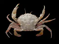 Liocarcinus navigator