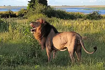Un vieux lion dans le parc national de Chobe.