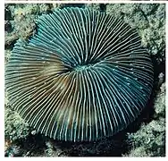 Lithophyllon scabra, un « corail-champignon ».