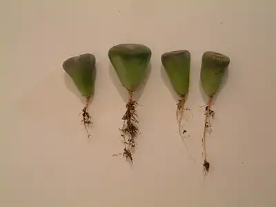 Plantes arrachées avec leurs racines.