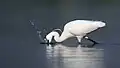 Aigrette garzette dans le সুন্দরবন পূর্ব বন্যপ্রাণ অভয়ারণ্য (bn), Bangladesh. Décembre 2018.