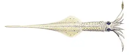 Alloteuthis subulata