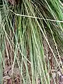 Lomandra fluviatilis