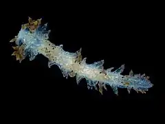 Lomanotus marmoratus (Lomanotidae).