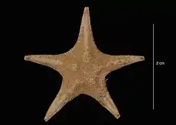 Lonchotaster tartareus (USNM)