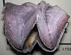 Spécimen de Musée.