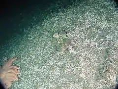 de nombreux débris de corail blanc jonchent le fond marin