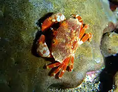 Lophozozimus pulchellus