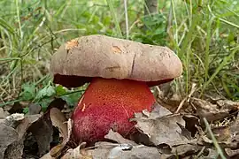 Rubroboletus legaliae, le Bolet chicorée. Toxique.