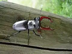 Lucane (Lucanus cervus, Insecta, Coleoptera, Lucanidae)