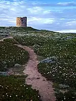 Parterre de griffes de sorcière.