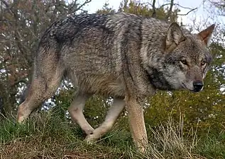 Le loup gris est à nouveau présent depuis 2011.