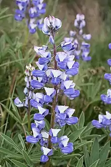 Lupinus latifolius.