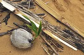 Jeune pousse de cocotier