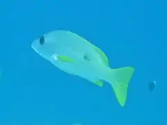 Un vivaneau églefin (Lutjanus monostigma)