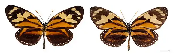 Lycorea halia - MHNT